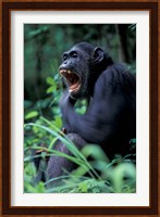 Female Chimpanzee Yawning, Gombe National Park, Tanzania Fine Art Print