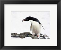 An Adelie Penguin (Pygoscelis Adeliae) at Paulet Island, Antarctica Fine Art Print
