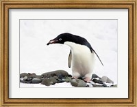An Adelie Penguin (Pygoscelis Adeliae) at Paulet Island, Antarctica Fine Art Print
