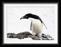 An Adelie Penguin (Pygoscelis Adeliae) at Paulet Island, Antarctica Fine Art Print