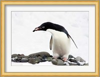 An Adelie Penguin (Pygoscelis Adeliae) at Paulet Island, Antarctica Fine Art Print