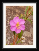 Africa; Malawi; Mt Mulanje; Pink flower on Mt. Mulanje Fine Art Print