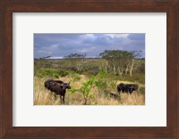 Cape Buffalo, Zulu Nyala Game Reserve, Hluhluwe, Kwazulu Natal, South Africa Fine Art Print
