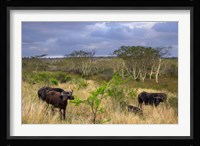 Cape Buffalo, Zulu Nyala Game Reserve, Hluhluwe, Kwazulu Natal, South Africa Fine Art Print
