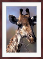 Close-up of Giraffe Feeding, South Africa Fine Art Print