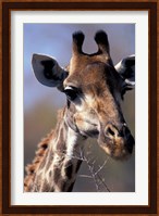 Close-up of Giraffe Feeding, South Africa Fine Art Print