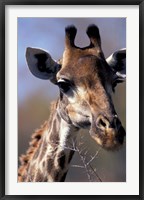 Close-up of Giraffe Feeding, South Africa Fine Art Print