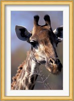 Close-up of Giraffe Feeding, South Africa Fine Art Print
