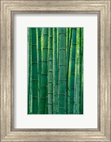 Bamboo forest, Hangzhou, Zhejiang Province, China Fine Art Print