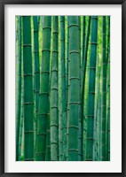 Bamboo forest, Hangzhou, Zhejiang Province, China Fine Art Print