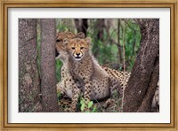 Cheetah Cubs, Phinda Preserve, South Africa Fine Art Print