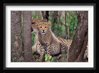 Cheetah Cubs, Phinda Preserve, South Africa Fine Art Print