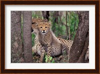 Cheetah Cubs, Phinda Preserve, South Africa Fine Art Print