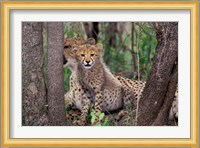 Cheetah Cubs, Phinda Preserve, South Africa Fine Art Print