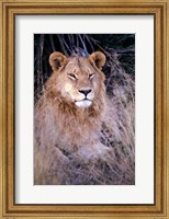 African Lion, Botswana Fine Art Print