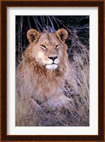 African Lion, Botswana Fine Art Print