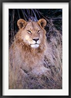 African Lion, Botswana Fine Art Print