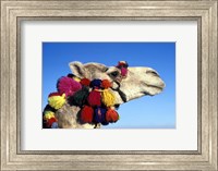 Colorfully Decorated Tourist Camel, Egypt Fine Art Print