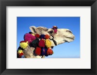 Colorfully Decorated Tourist Camel, Egypt Fine Art Print