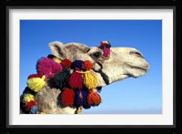 Colorfully Decorated Tourist Camel, Egypt Fine Art Print