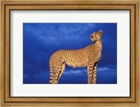 Cheetah at Dusk, Masai Mara Game Reserve, Kenya Fine Art Print
