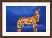 Cheetah at Dusk, Masai Mara Game Reserve, Kenya Fine Art Print