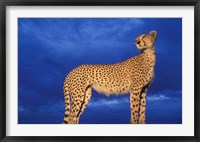 Cheetah at Dusk, Masai Mara Game Reserve, Kenya Fine Art Print
