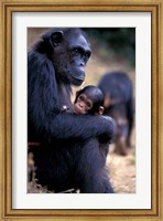 Female Chimpanzee Cradles Newborn Chimp, Gombe National Park, Tanzania Fine Art Print