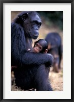 Female Chimpanzee Cradles Newborn Chimp, Gombe National Park, Tanzania Fine Art Print