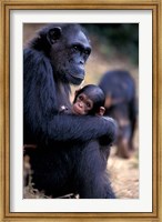 Female Chimpanzee Cradles Newborn Chimp, Gombe National Park, Tanzania Fine Art Print