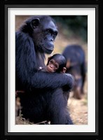 Female Chimpanzee Cradles Newborn Chimp, Gombe National Park, Tanzania Fine Art Print