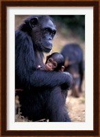 Female Chimpanzee Cradles Newborn Chimp, Gombe National Park, Tanzania Fine Art Print