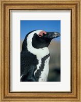 Close up of an African Penguin, Cape Peninsula, South Africa Fine Art Print
