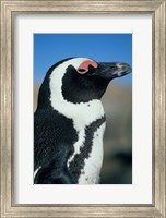 Close up of an African Penguin, Cape Peninsula, South Africa Fine Art Print