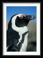 Close up of an African Penguin, Cape Peninsula, South Africa Fine Art Print
