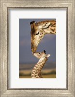 Giraffe, Masai Mara, Kenya Fine Art Print
