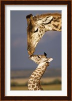 Giraffe, Masai Mara, Kenya Fine Art Print