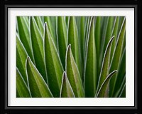 Giant Lobelia rosette of leaves, Kenya Fine Art Print