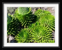 Giant Lobelia, Lobelia deckenii, in Mount Kenya NP, Kenya, Africa. Fine Art Print