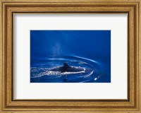 Antarctic Minke Whale, Boothe Island, Lemaire Channel, Antarctica Fine Art Print