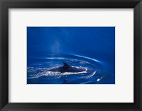 Antarctic Minke Whale, Boothe Island, Lemaire Channel, Antarctica Fine Art Print