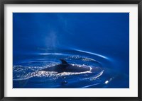 Antarctic Minke Whale, Boothe Island, Lemaire Channel, Antarctica Fine Art Print