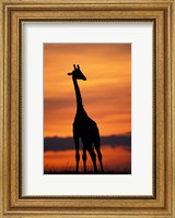 Giraffe Silhouetted, Masai Mara Game Reserve, Kenya Fine Art Print