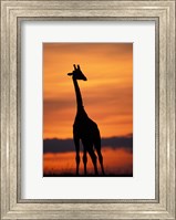 Giraffe Silhouetted, Masai Mara Game Reserve, Kenya Fine Art Print