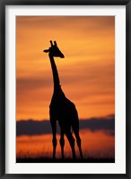 Giraffe Silhouetted, Masai Mara Game Reserve, Kenya Fine Art Print