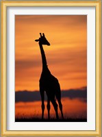 Giraffe Silhouetted, Masai Mara Game Reserve, Kenya Fine Art Print