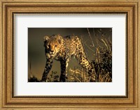 Cheetah Cub in Short Grass, Masai Mara Game Reserve, Kenya Fine Art Print