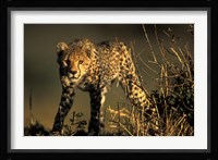 Cheetah Cub in Short Grass, Masai Mara Game Reserve, Kenya Fine Art Print