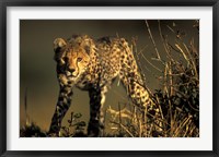 Cheetah Cub in Short Grass, Masai Mara Game Reserve, Kenya Fine Art Print