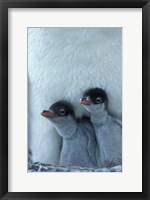 Gentoo Penguin Chicks, Port Lockroy, Wiencke Island, Antarctica Fine Art Print